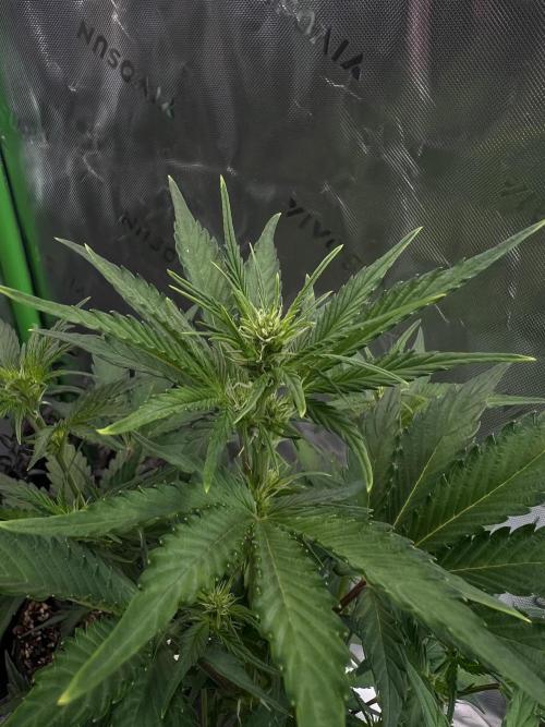 GoodGenetix | Thundae-G Auto. Week 3