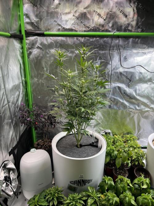 GoodGenetix | Thundae-G Auto. Week 4