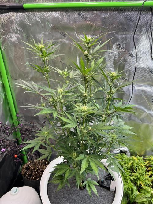 GoodGenetix | Thundae-G Auto. Week 4