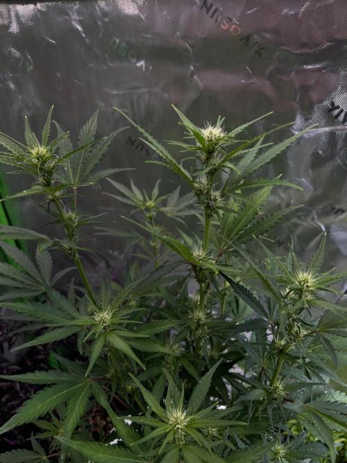 GoodGenetix | Thundae-G Auto. Week 4