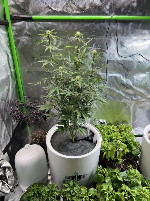 GoodGenetix | Thundae-G Auto. Week 4