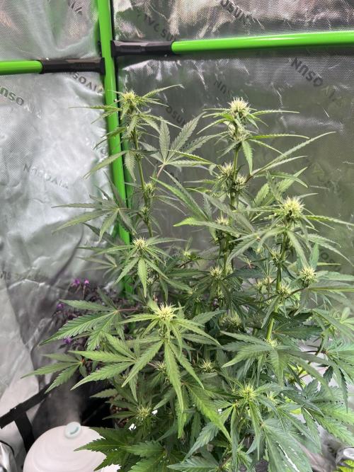 GoodGenetix | Thundae-G Auto. Week 4