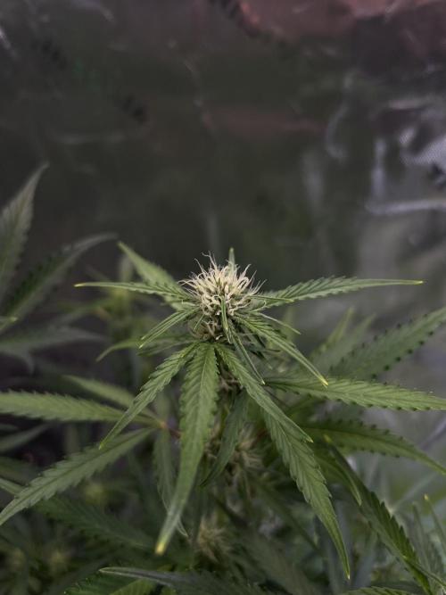 GoodGenetix | Thundae-G Auto. Week 4