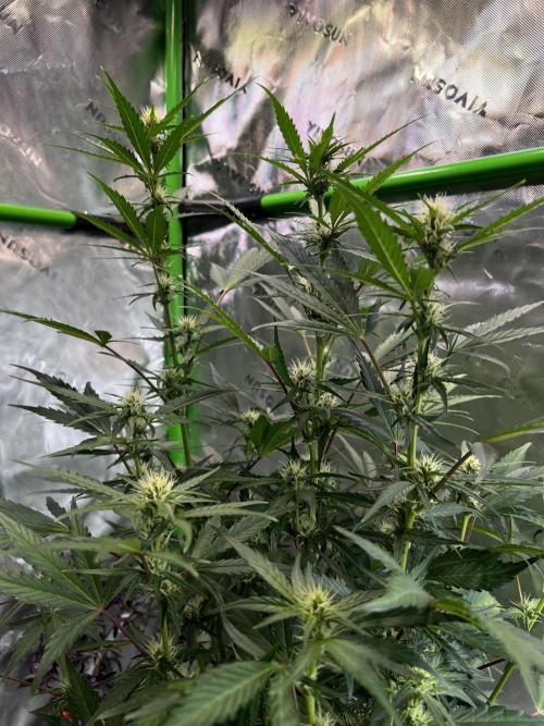 GoodGenetix | Thundae-G Auto. Week 5