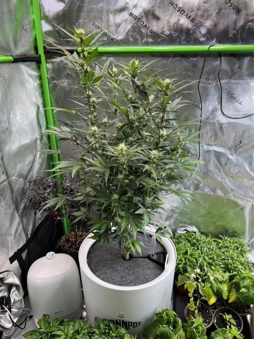 GoodGenetix | Thundae-G Auto. Week 5