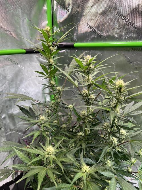 GoodGenetix | Thundae-G Auto. Week 5