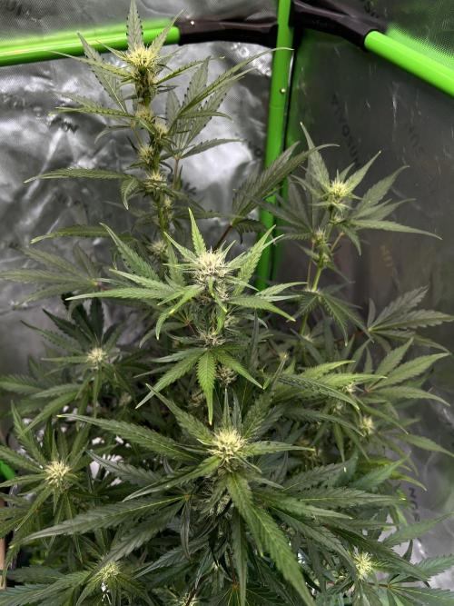 GoodGenetix | Thundae-G Auto. Week 5