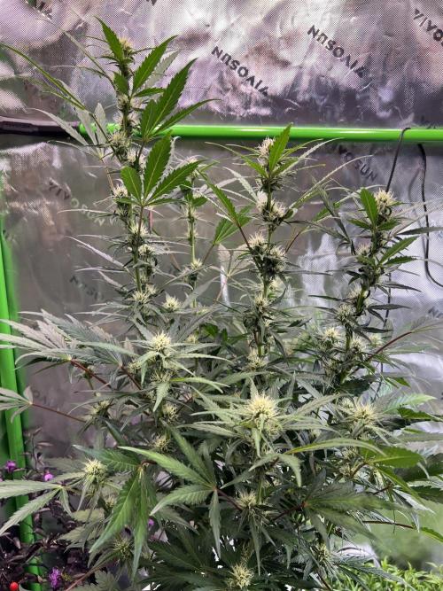 GoodGenetix | Thundae-G Auto. Week 5