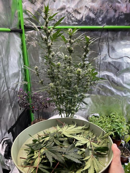 GoodGenetix | Thundae-G Auto. Week 5