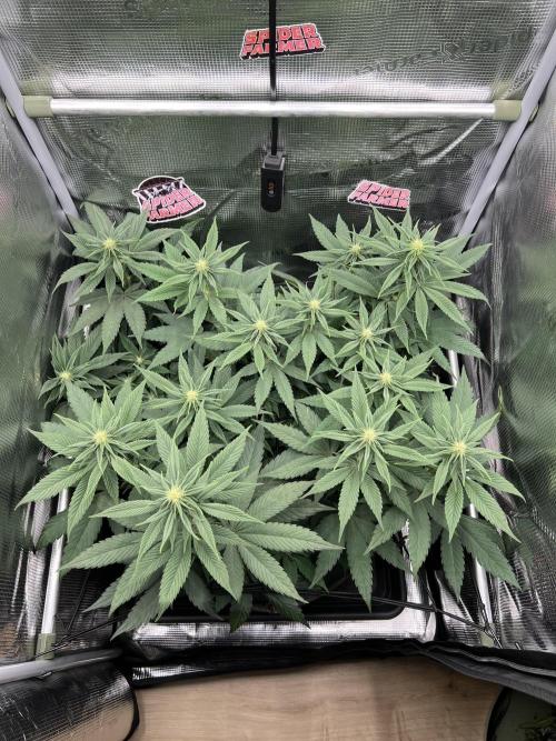 FastBuds - Tropicana Cookies FF. Week 7