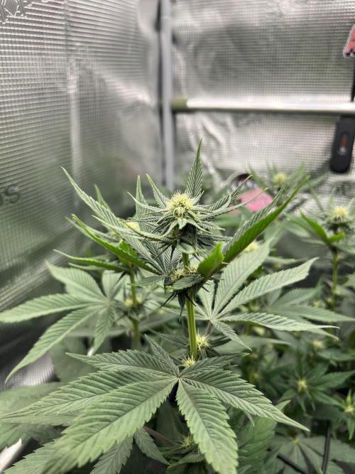 FastBuds - Tropicana Cookies FF. Week 9