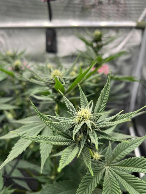 FastBuds - Tropicana Cookies FF. Week 9