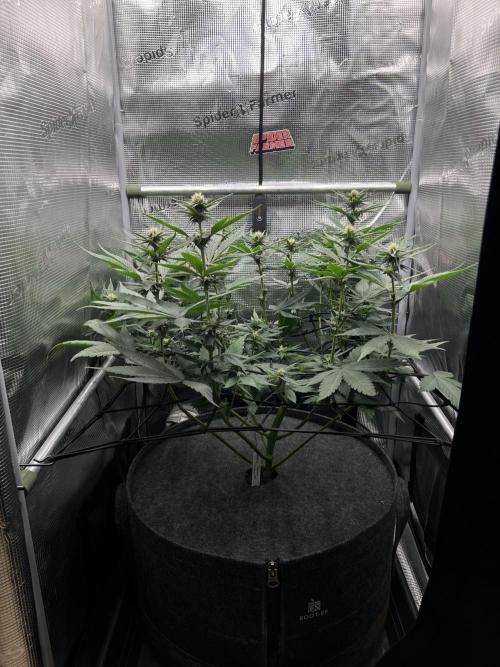 FastBuds - Tropicana Cookies FF. Week 9
