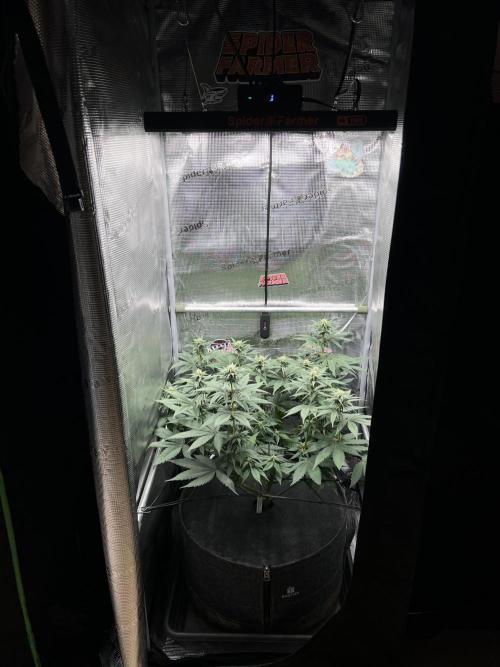 FastBuds - Tropicana Cookies FF. Week 9