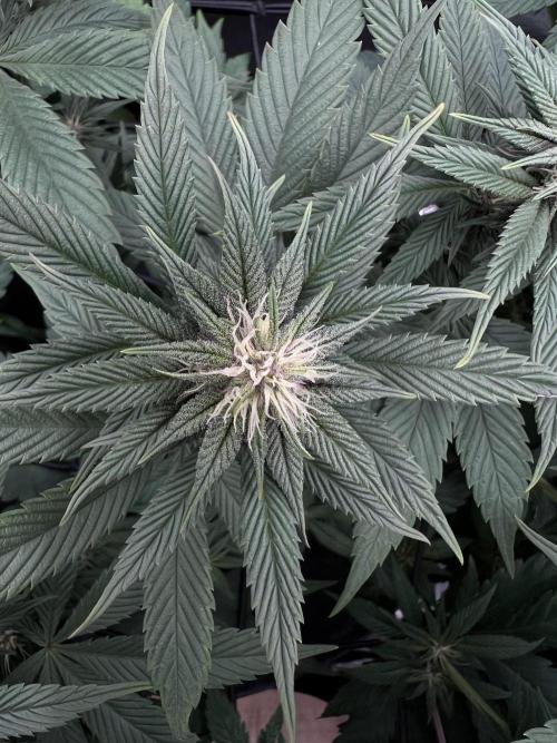FastBuds - Tropicana Cookies FF. Week 9