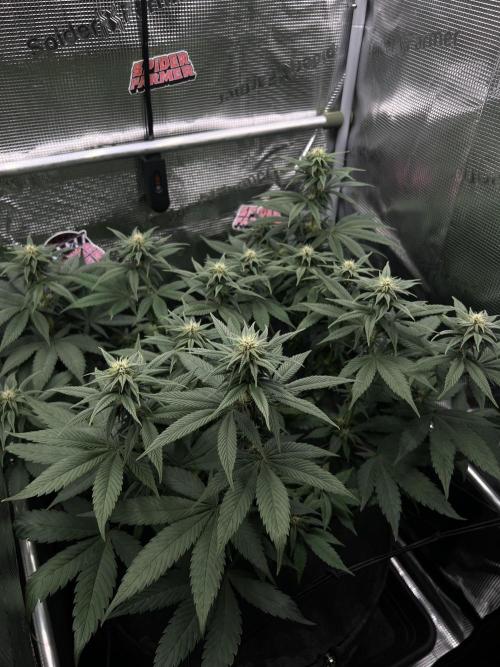 FastBuds - Tropicana Cookies FF. Week 9