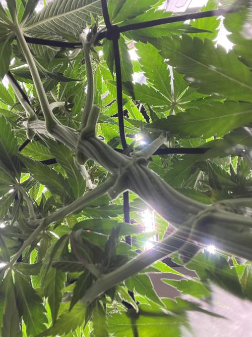 FastBuds - Tropicana Cookies FF. Week 9