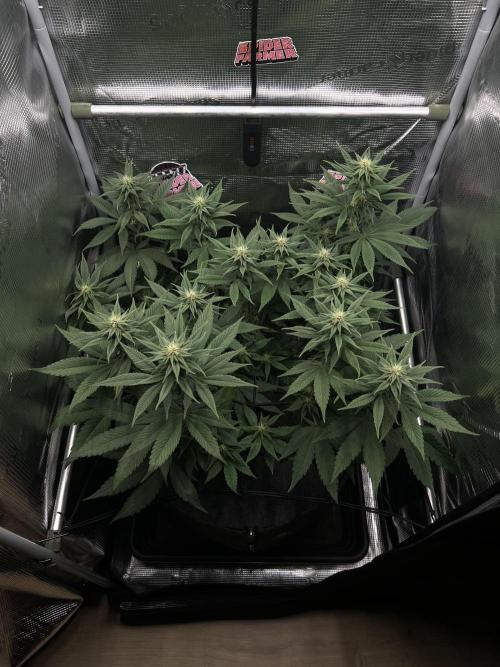 FastBuds - Tropicana Cookies FF. Week 9