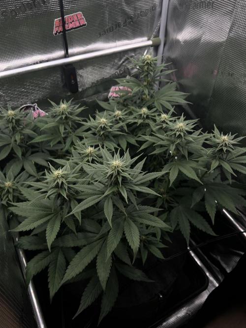 FastBuds - Tropicana Cookies FF. Week 9