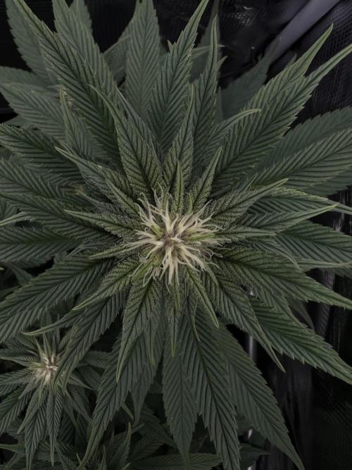 FastBuds - Tropicana Cookies FF. Week 9