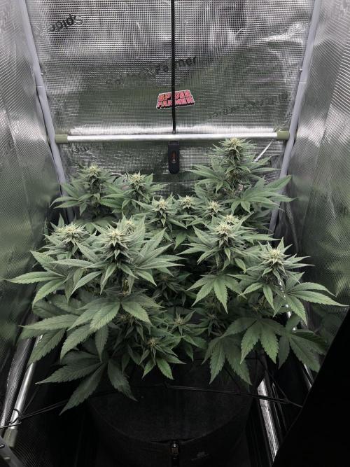 FastBuds - Tropicana Cookies FF. Week 9