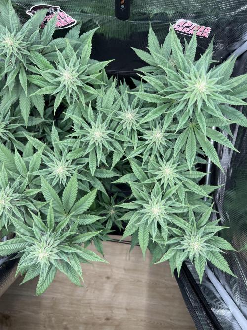 FastBuds - Tropicana Cookies FF. Week 10