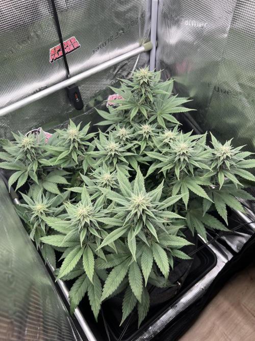 FastBuds - Tropicana Cookies FF. Week 10