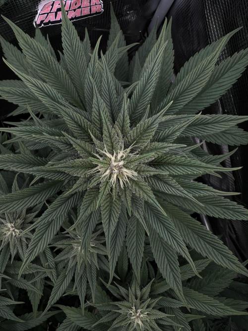 FastBuds - Tropicana Cookies FF. Week 10