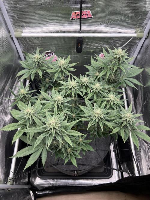 FastBuds - Tropicana Cookies FF. Week 10