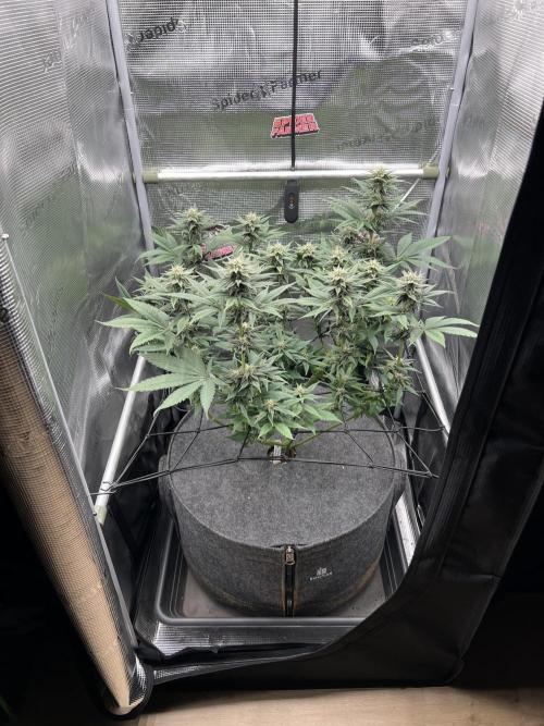 FastBuds - Tropicana Cookies FF. Week 10