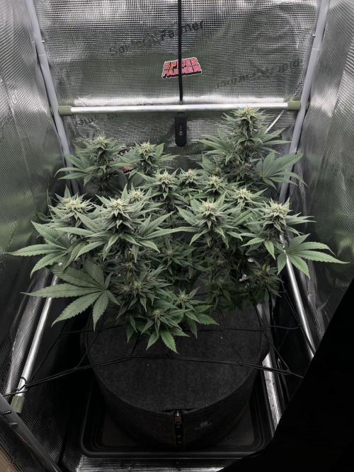 FastBuds - Tropicana Cookies FF. Week 10