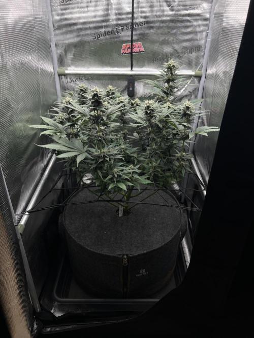 FastBuds - Tropicana Cookies FF. Week 10
