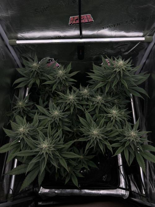FastBuds - Tropicana Cookies FF. Week 10