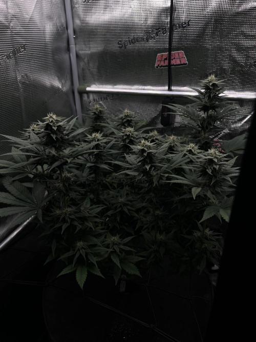 FastBuds - Tropicana Cookies FF. Week 10