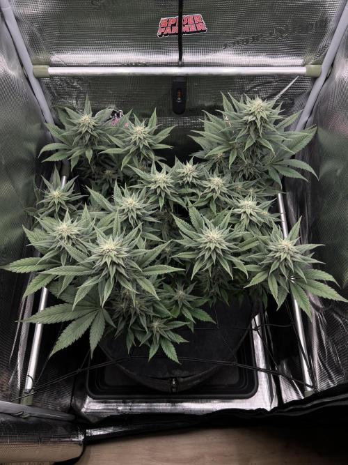 FastBuds - Tropicana Cookies FF. Week 10