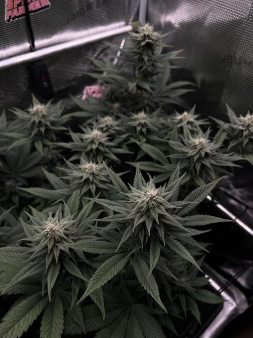 FastBuds - Tropicana Cookies FF. Week 10