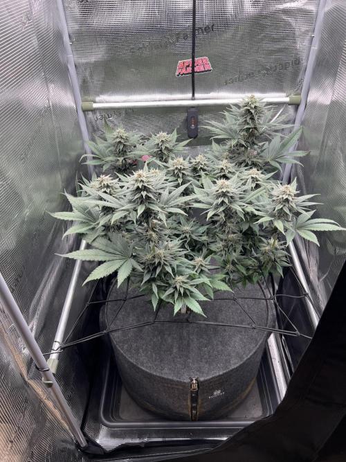 FastBuds - Tropicana Cookies FF. Week 11