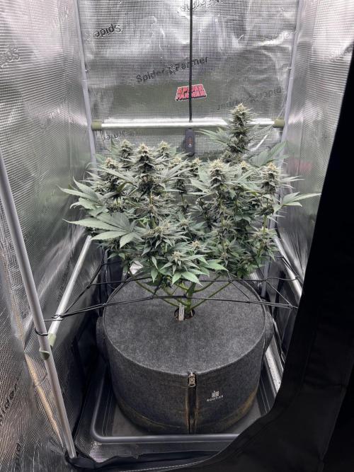 FastBuds - Tropicana Cookies FF. Week 11