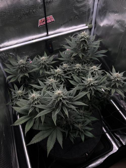 FastBuds - Tropicana Cookies FF. Week 11