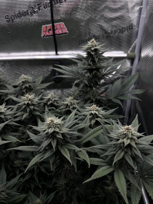 FastBuds - Tropicana Cookies FF. Week 11
