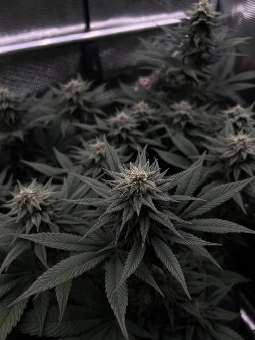 FastBuds - Tropicana Cookies FF. Week 11