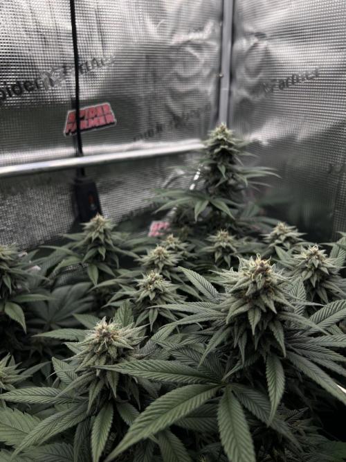 FastBuds - Tropicana Cookies FF. Week 11