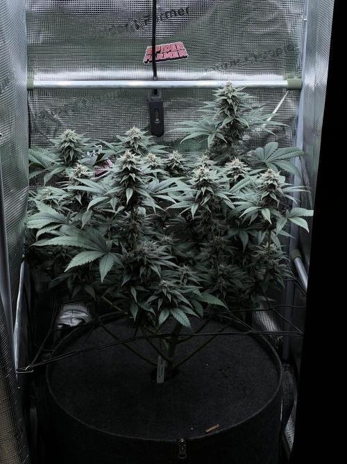 FastBuds - Tropicana Cookies FF. Week 11