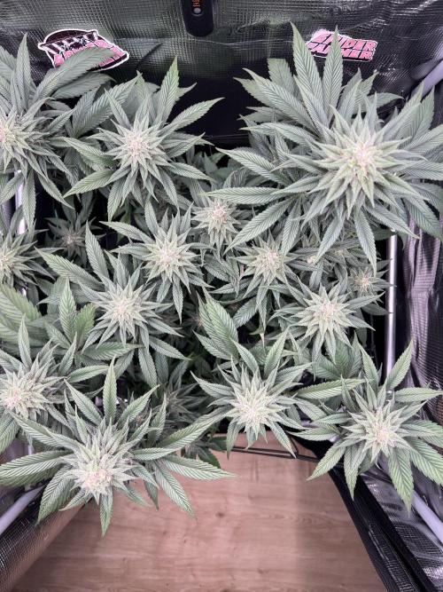 FastBuds - Tropicana Cookies FF. Week 11