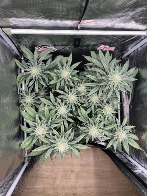 FastBuds - Tropicana Cookies FF. Week 11