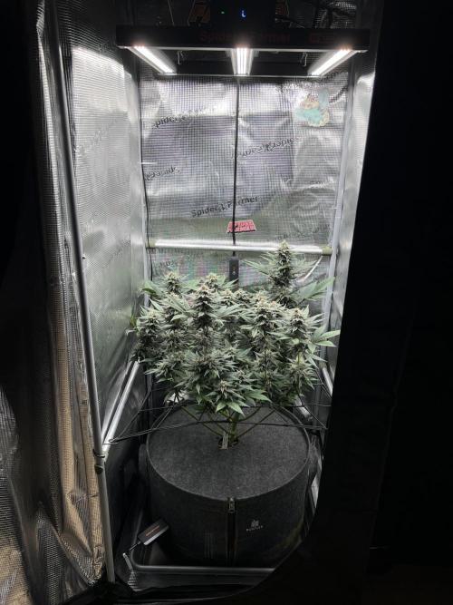 FastBuds - Tropicana Cookies FF. Week 11