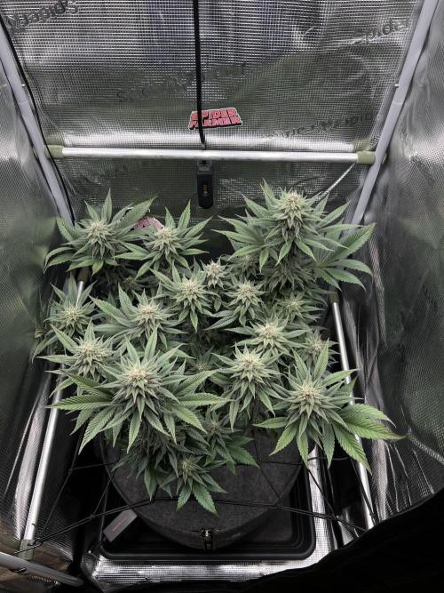 FastBuds - Tropicana Cookies FF. Week 11