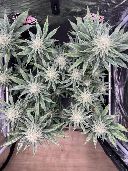 FastBuds - Tropicana Cookies FF. Week 11