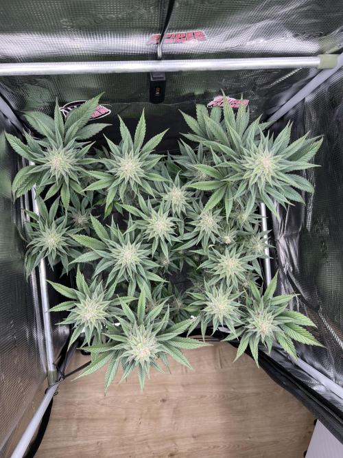 FastBuds - Tropicana Cookies FF. Week 11
