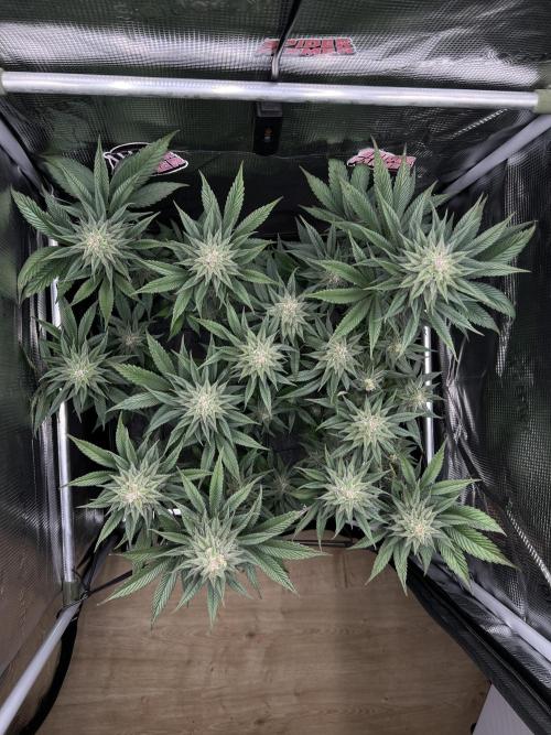 FastBuds - Tropicana Cookies FF. Week 11